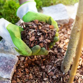 Pineal Guardian Ingredients 